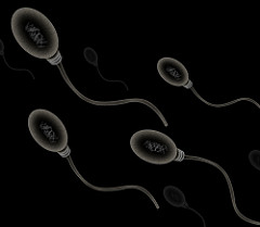 Structural characteristic of sperm cell